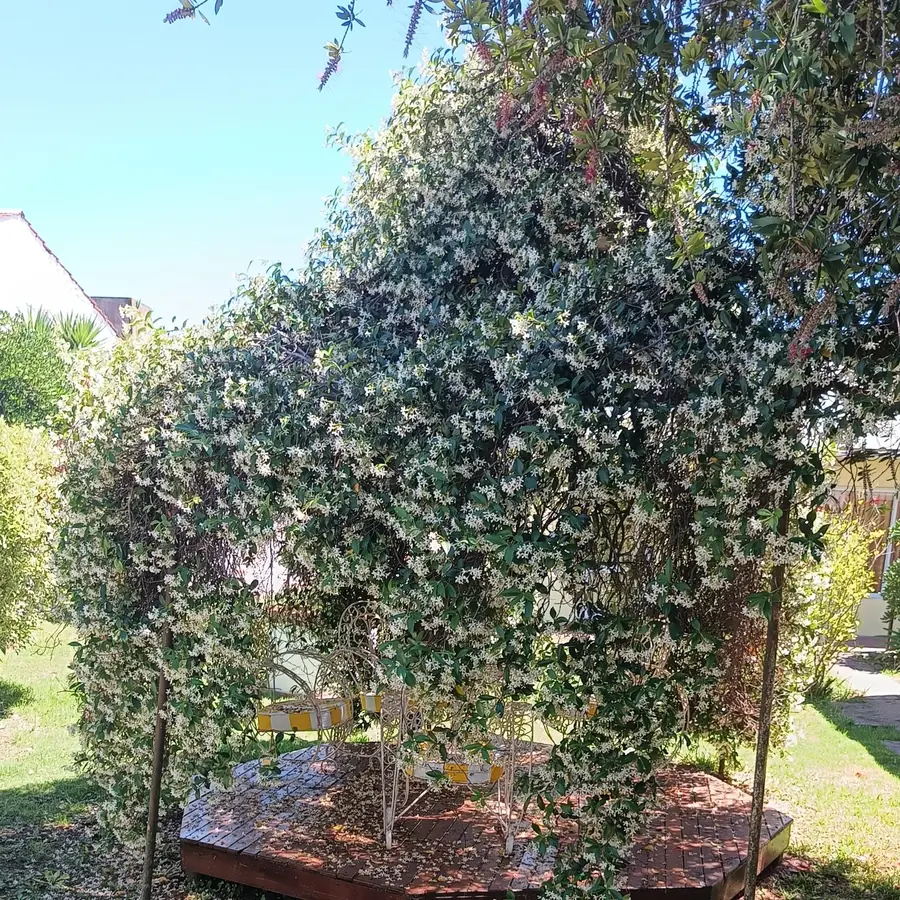 La glorieta del jardín, cubierta de jazmín.