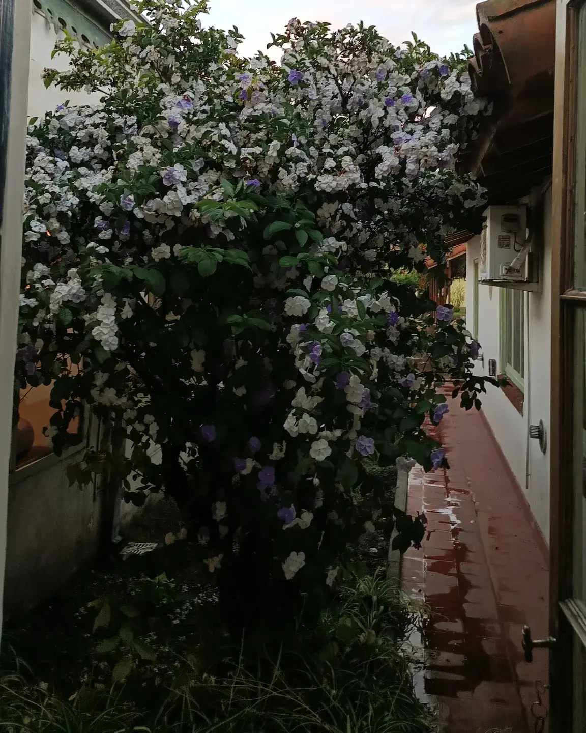 El jazmín del Paraguay en flor, en el jardín.